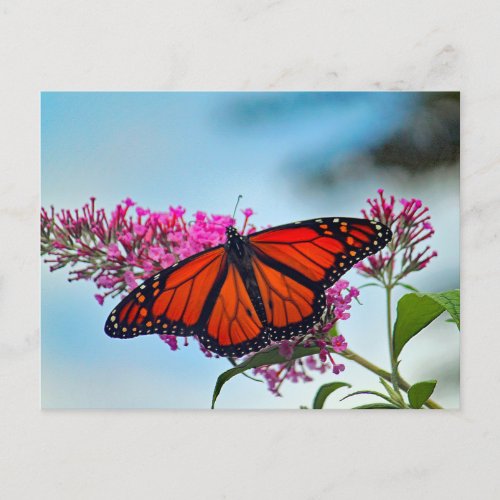 Beautiful Monarch Butterfly Photo Postcard