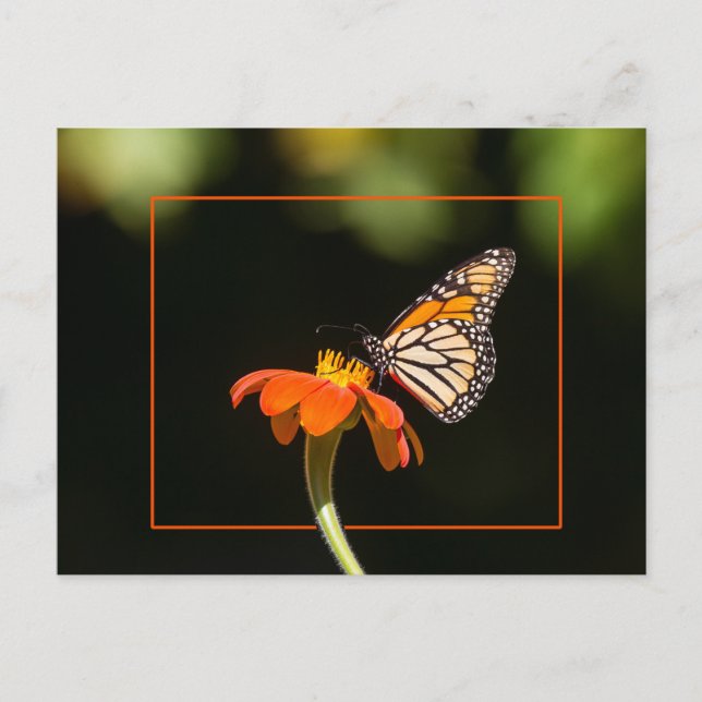 Beautiful Monarch Butterfly Postcard (Front)