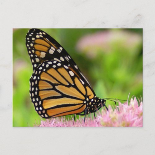 Beautiful Monarch Butterfly Postcard