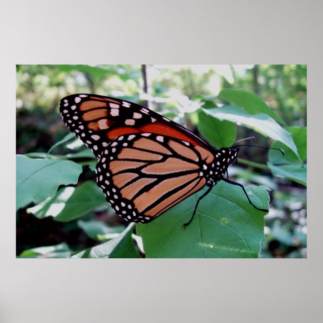 Beautiful Monarch Butterfly Poster (Front)