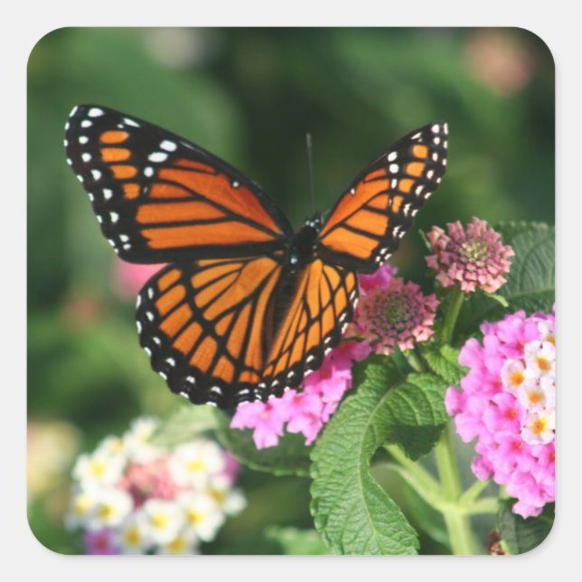 Beautiful Monarch Butterfly Square Sticker (Front)