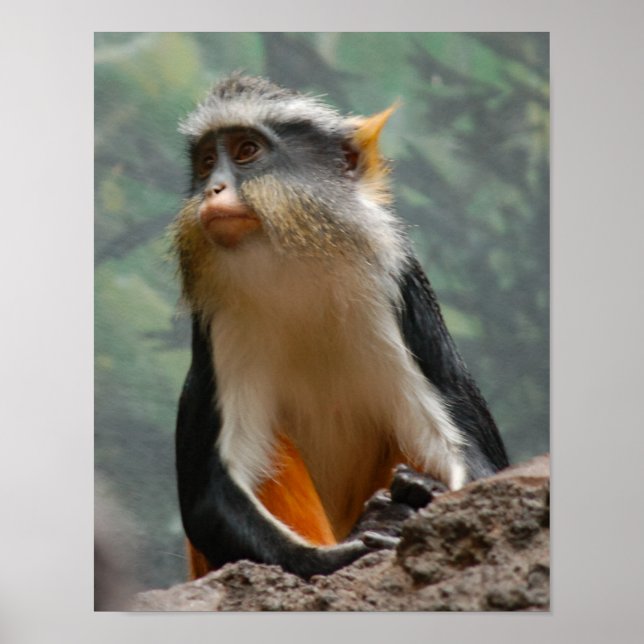 Beautiful Monkey Portrait Profile Poster (Front)