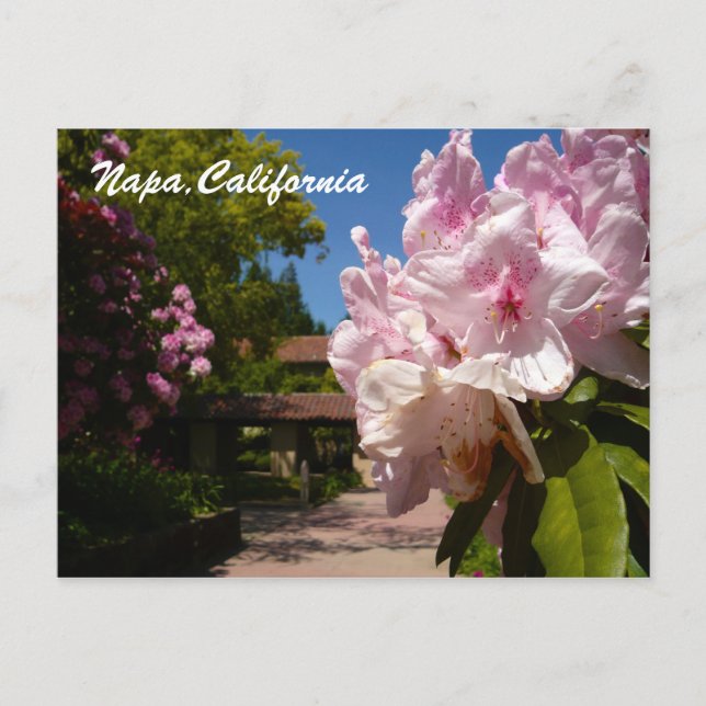 Beautiful Mont La Salle Postcard (Front)