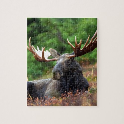 Beautiful moose with big antlers jigsaw puzzle