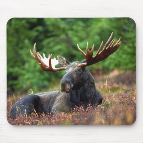 Beautiful moose with big antlers mouse pad
