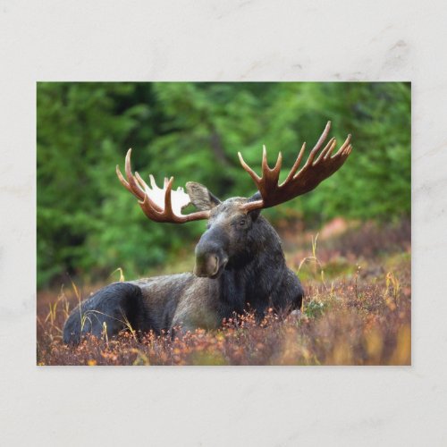 Beautiful moose with big antlers postcard