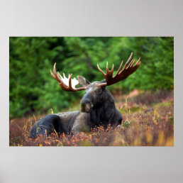 Beautiful moose with big antlers poster