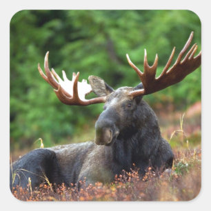 Beautiful moose with big antlers square sticker