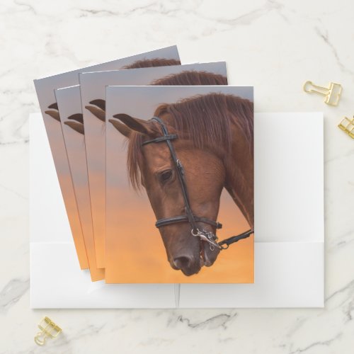 Beautiful Morgan Horse Pocket Folder