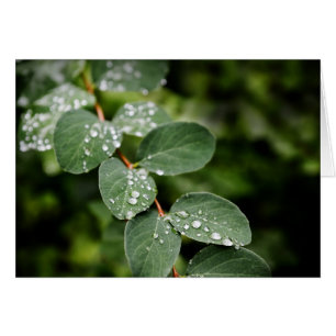 Beautiful morning dew in garden cards