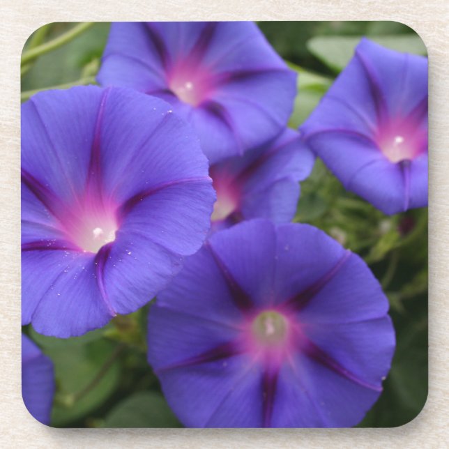 Beautiful Morning Glories in Bloom Drink Coaster (Front)