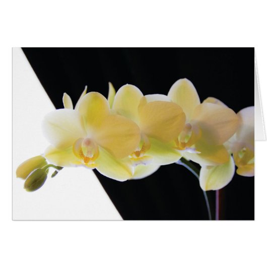 Beautiful Morning Orchids Cards (Front Horizontal)