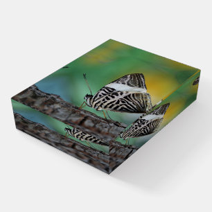 Beautiful Mosaic Zebra Butterfly Paperweight