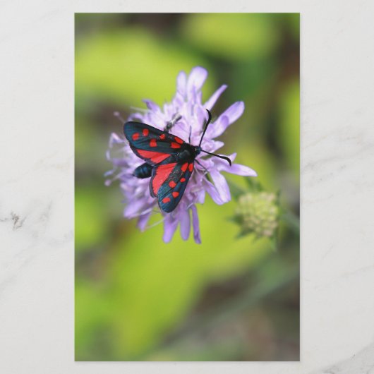 Beautiful Moth (Front)
