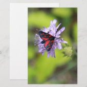 Beautiful Moth (Front/Back)