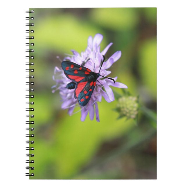 Beautiful Moth Notebook (Front)