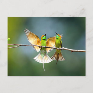 Beautiful Motmot Bird on Branch Postcard