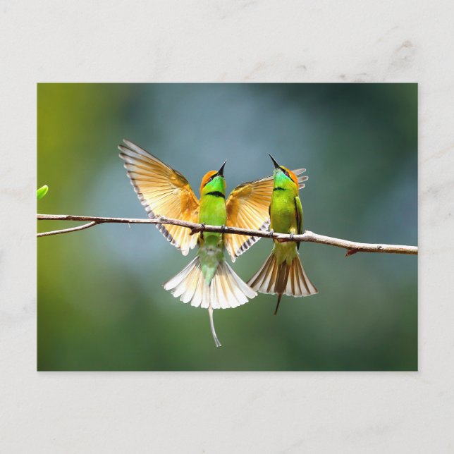 Beautiful Motmot Bird on Branch Postcard (Front)
