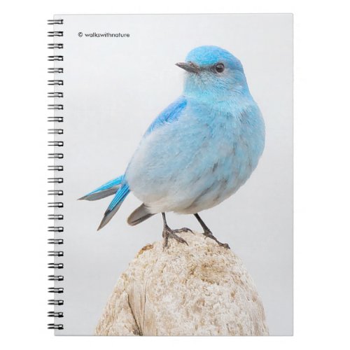 Beautiful Mountain Bluebird at the Beach Notebook