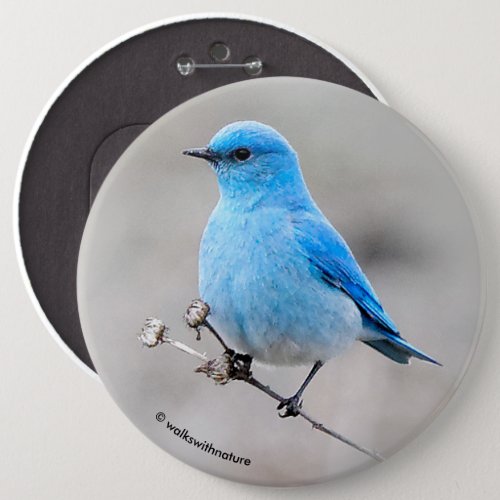 Beautiful Mountain Bluebird Button