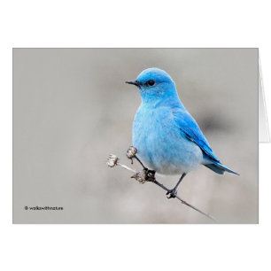 Beautiful Mountain Bluebird Cards