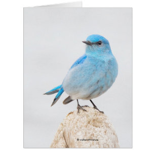 Beautiful Mountain Bluebird Cards