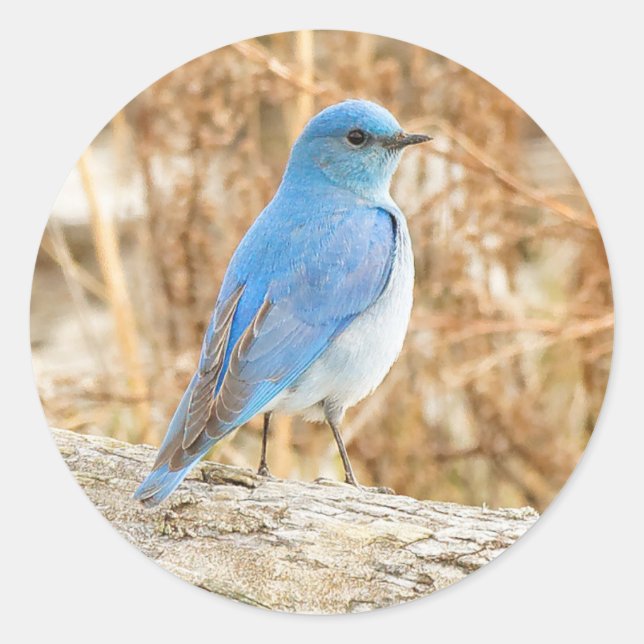 Beautiful Mountain Bluebird Classic Round Sticker (Front)
