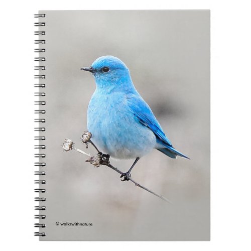 Beautiful Mountain Bluebird Notebook