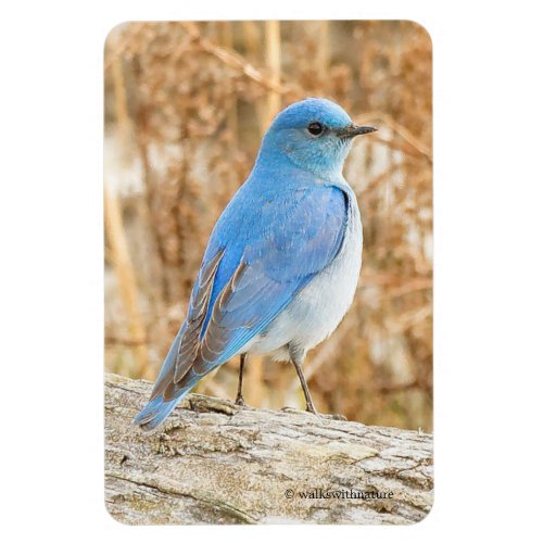Beautiful Mountain Bluebird on a Beach Log Magnet