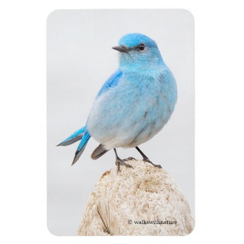 Beautiful Mountain Bluebird on a Stump Magnet