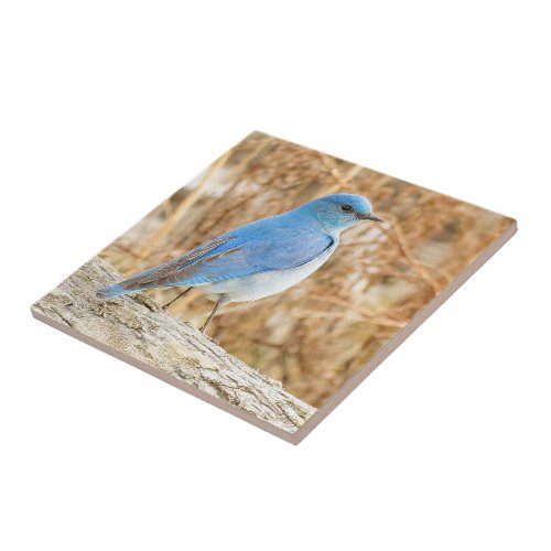 Beautiful Mountain Bluebird on Beach Driftwood Ceramic Tile