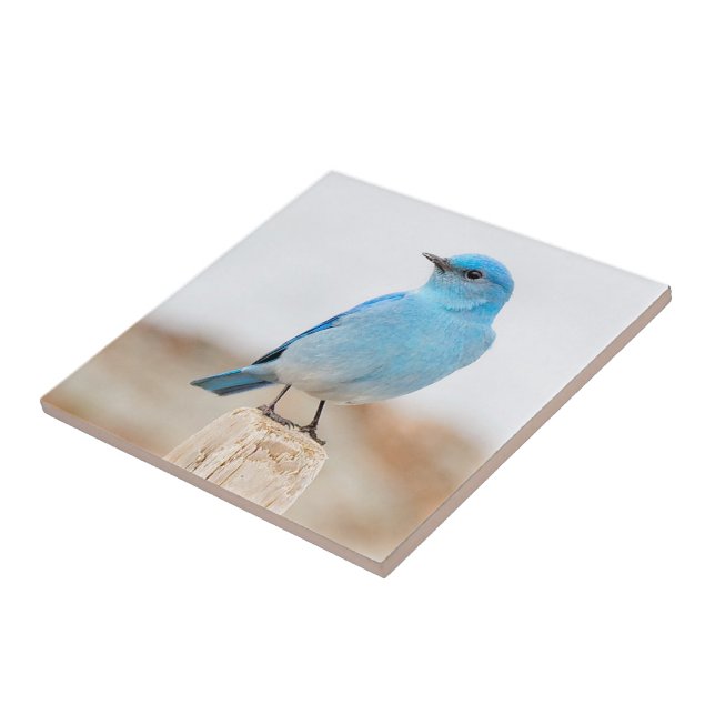 Beautiful Mountain Bluebird on Beach Stump Ceramic Tile (Side)