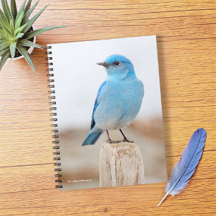 Beautiful Mountain Bluebird on Beach Stump Notebook