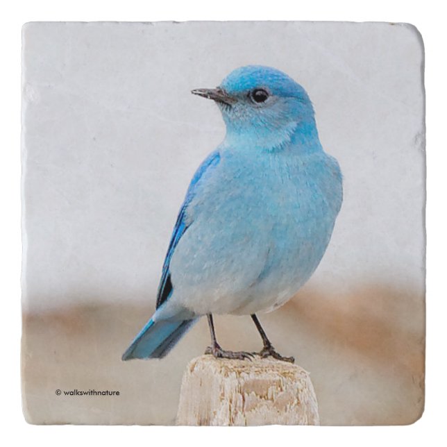 Beautiful Mountain Bluebird on Beach Stump Trivet (Front)