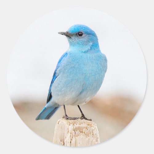 Beautiful Mountain Bluebird on the Beach Classic Round Sticker