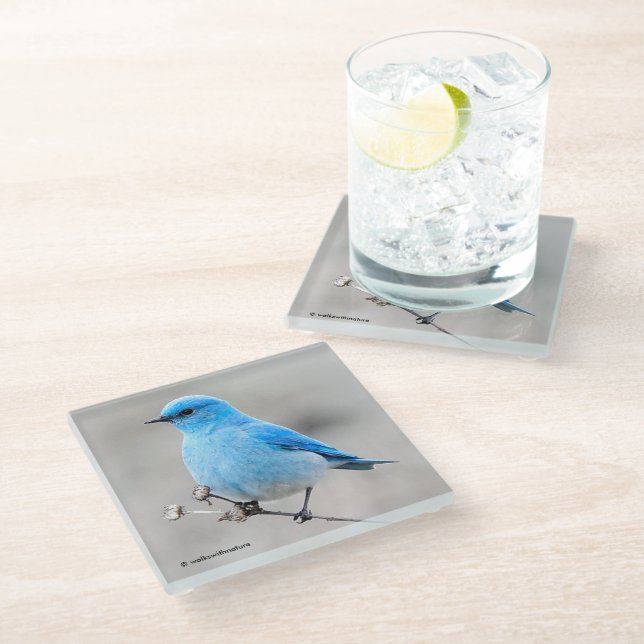 Beautiful Mountain Bluebird on the Tansy Glass Coaster (Angled)