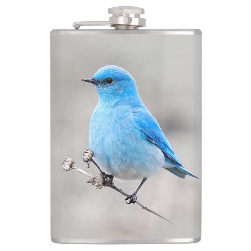Beautiful Mountain Bluebird on the Tansy Hip Flask