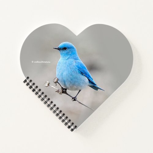 Beautiful Mountain Bluebird on the Tansy Notebook