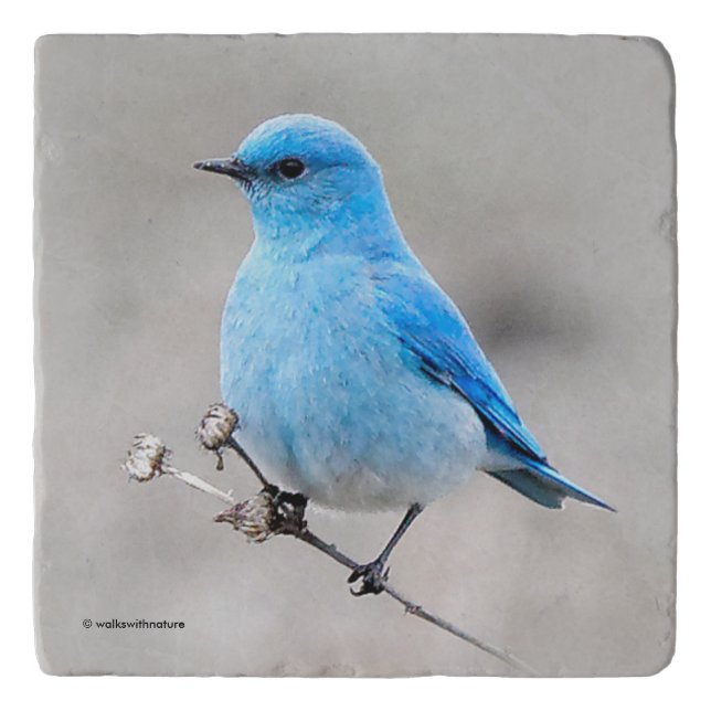 Beautiful Mountain Bluebird on the Tansy Trivet (Front)
