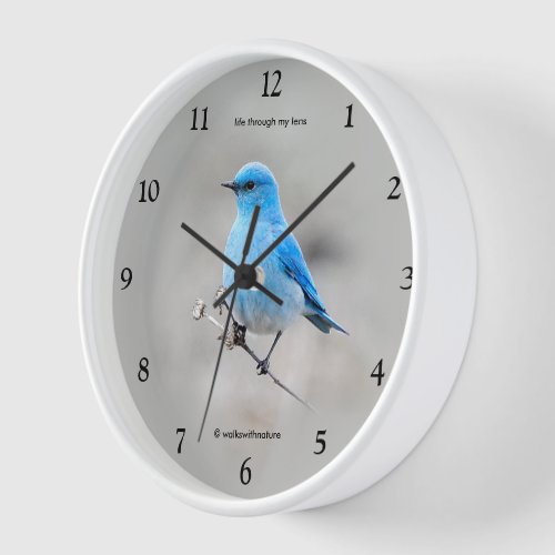Beautiful Mountain Bluebird Songbird on Tansy Wall Clock