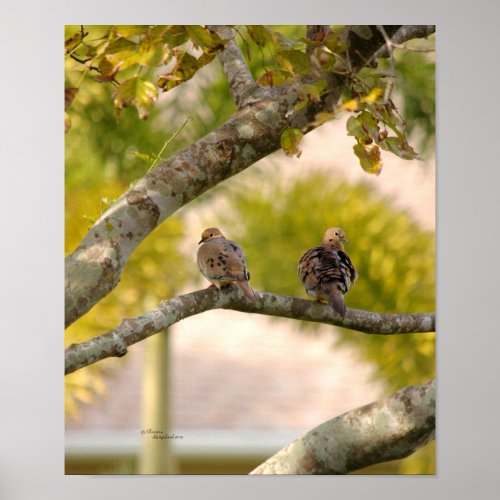 Beautiful Mourning Doves Poster