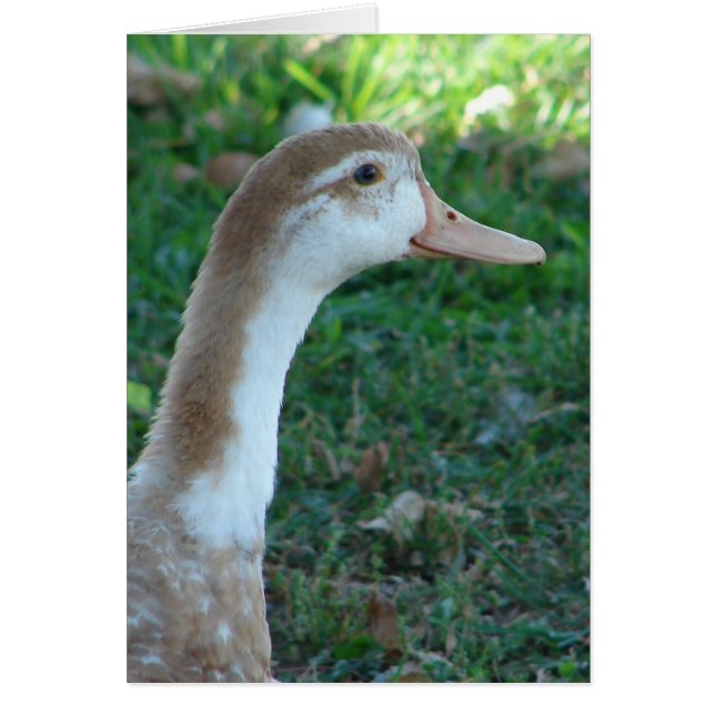 Beautiful Mule Duck Cards (Front)