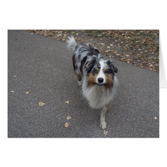 Beautiful Multi-colored Aussie (Front Horizontal)