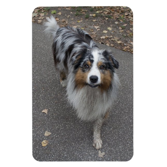 Beautiful Multi-colored Aussie Magnet (Vertical)