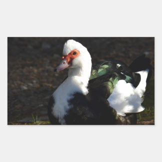 Beautiful Muscovy Drakelet Rectangular Sticker