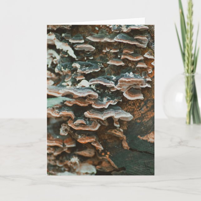 Beautiful mushroom photography blank card (Front)