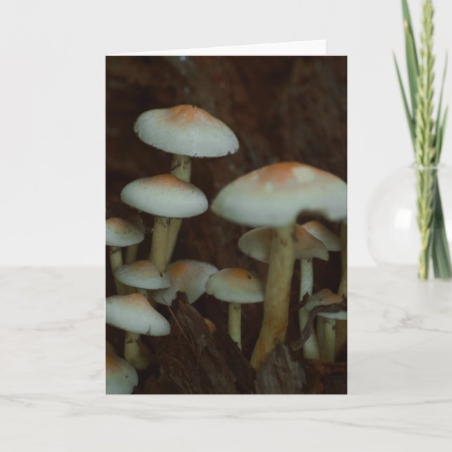 Beautiful mushroom photography blank card (Front)
