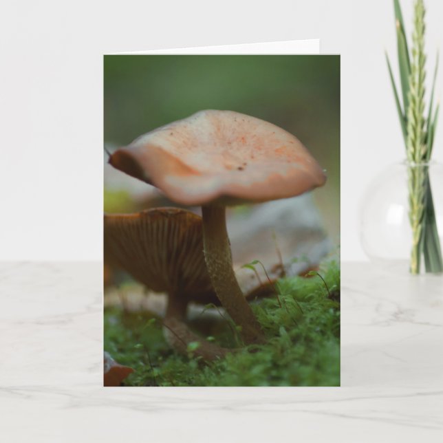 Beautiful mushroom photography blank card (Front)