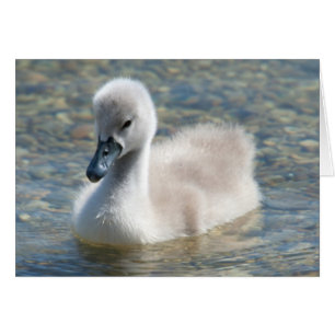 Beautiful Mute Swan Duckling Cards