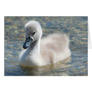 Beautiful Mute Swan Duckling Cards